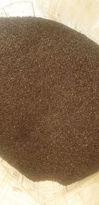 이종록님의 들깨 · 자유게시판 작성글 사진