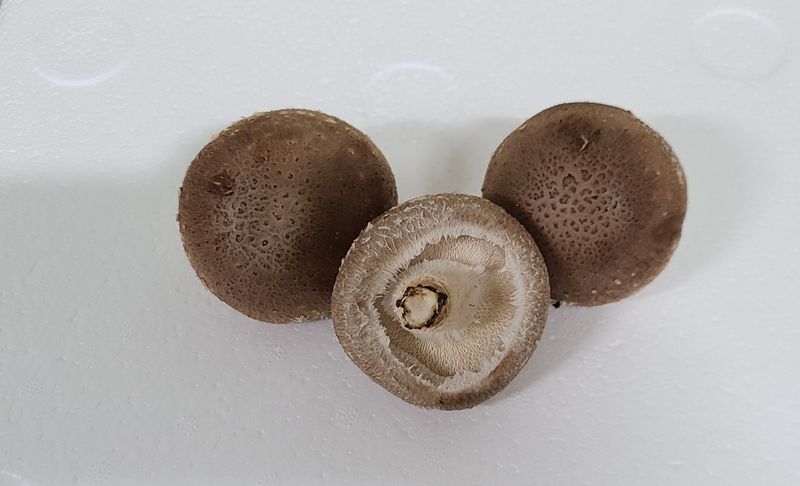 포동포동표고버섯농장님의 장터 판매 상품 [무농약표고버섯1키로] 첨부 사진