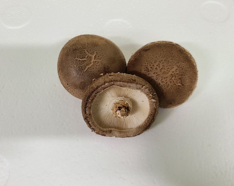 장터 상품 [무농약표고버섯1키로] 썸네일