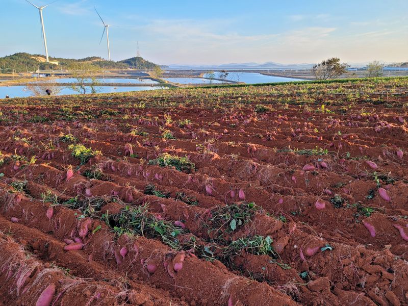 장터 상품 [꿀뚝뚝 꿀고구마 10kg] 썸네일