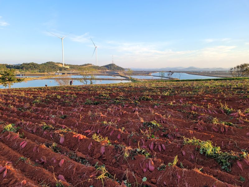 무안선유농원님의 장터 판매 상품 [꿀뚝뚝 꿀고구마 10kg] 첨부 사진