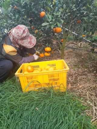 김정숙님의 귤 · 시세•판로 작성글 사진