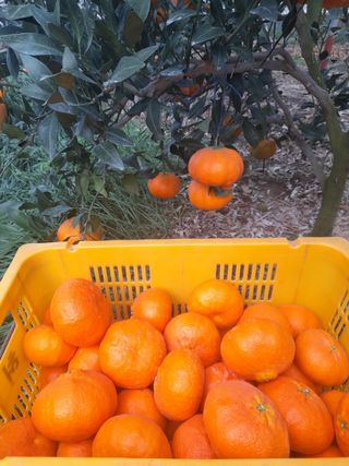 김정숙님의 귤 · 시세•판로 작성글 사진