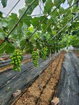 팜모닝 · 게시글 이미지