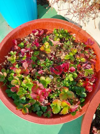 해안로님의 딸기 · 일상 작성글 사진