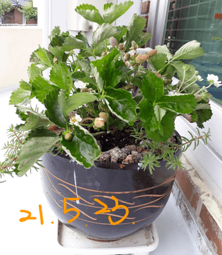 해안로님의 딸기 · 일상 작성글 사진