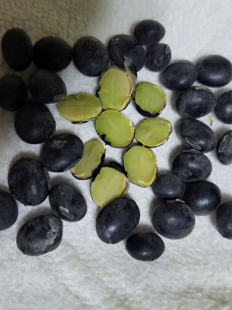 장터 상품 [서리태(속청)] 썸네일