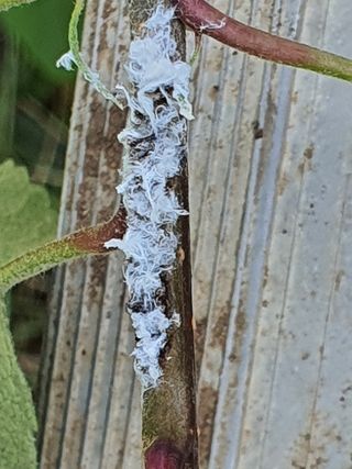 손오공님의 사과 · 병해충상담 작성글 사진