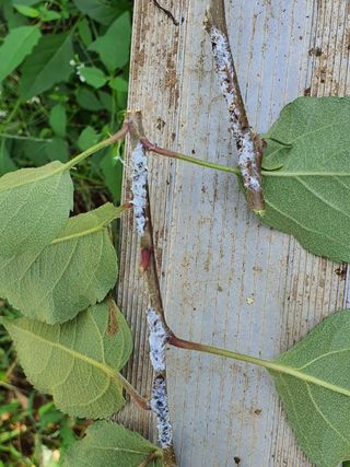손오공님의 사과 · 병해충상담 작성글 사진
