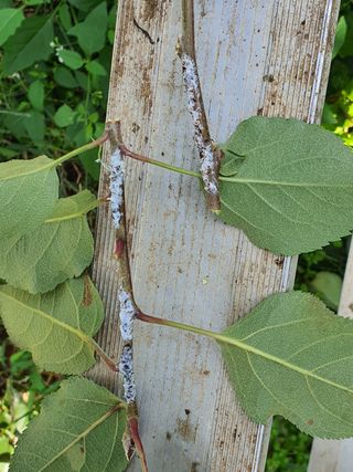 손오공님의 사과 · 병해충상담 작성글 사진