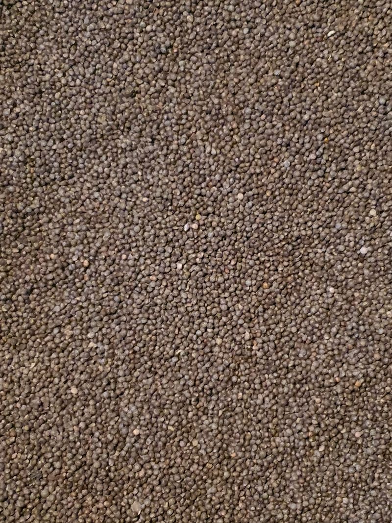 장터 상품 [열심이 농사지은 들깨60kg이주인을  모심니다 6kg한말로 드림니다Tel010-5135-4876으로연락주세요] 썸네일