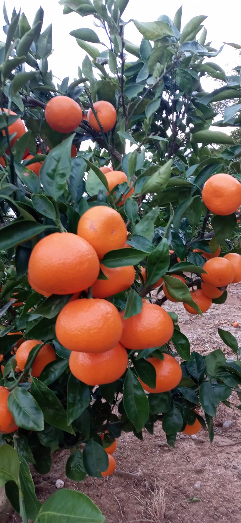 귤바람님의 장터 판매 상품 [상고귤10킬 택배] 첨부 사진