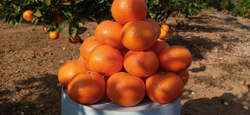 장터 상품 [상고귤10킬 택배] 썸네일