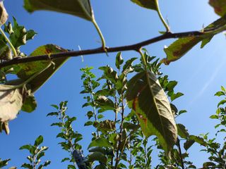 손오공님의 사과 · 병해충상담 작성글 사진