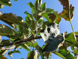 손오공님의 사과 · 병해충상담 작성글 사진