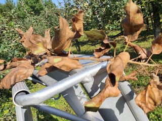 손오공님의 사과 · 병해충상담 작성글 사진