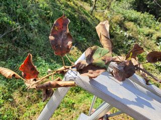 손오공님의 사과 · 병해충상담 작성글 사진