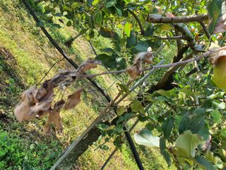 손오공님의 사과 · 병해충상담 작성글 사진