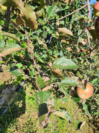 손오공님의 사과 · 병해충상담 작성글 사진