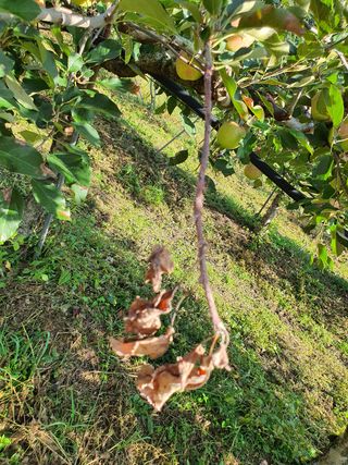 손오공님의 사과 · 병해충상담 작성글 사진