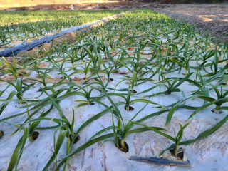 노고단님의 기타작물 · 자유게시판 작성글 사진