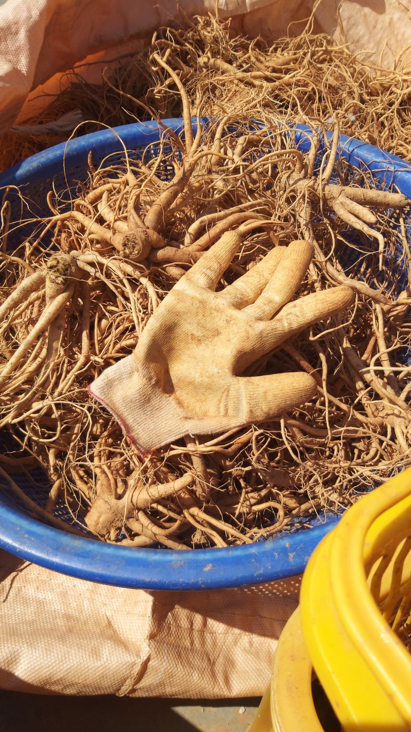 장터 상품 [슈퍼도라지 5kg] 썸네일