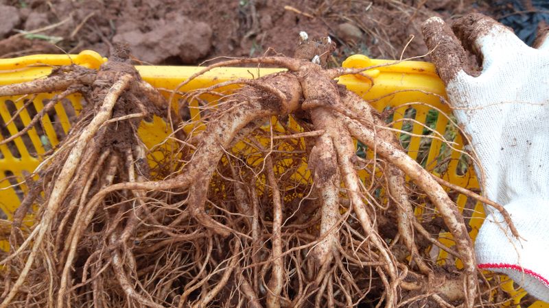 사랑은꿈님의 장터 판매 상품 [슈퍼도라지 5kg] 첨부 사진