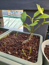 팜모닝 귤·병해충상담 게시글 이미지