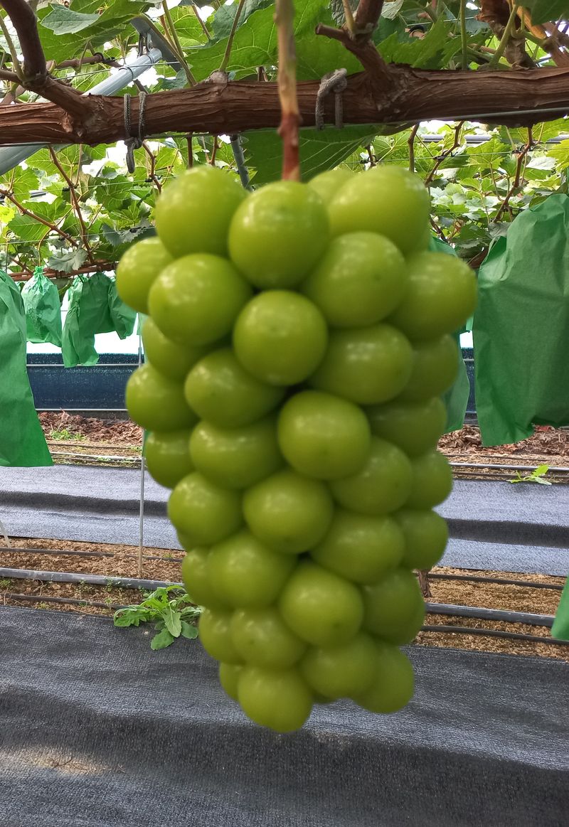 임숙희님의 장터 판매 상품 [고품질샤인머스캣  4kg] 첨부 사진