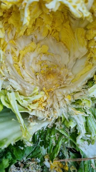 문혜농원님의 배추 · 자연재해•동물피해 작성글 사진