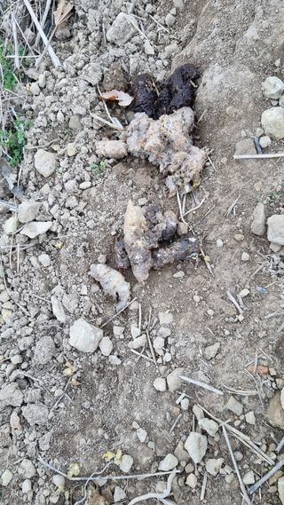 문혜농원님의 배추 · 자연재해•동물피해 작성글 사진