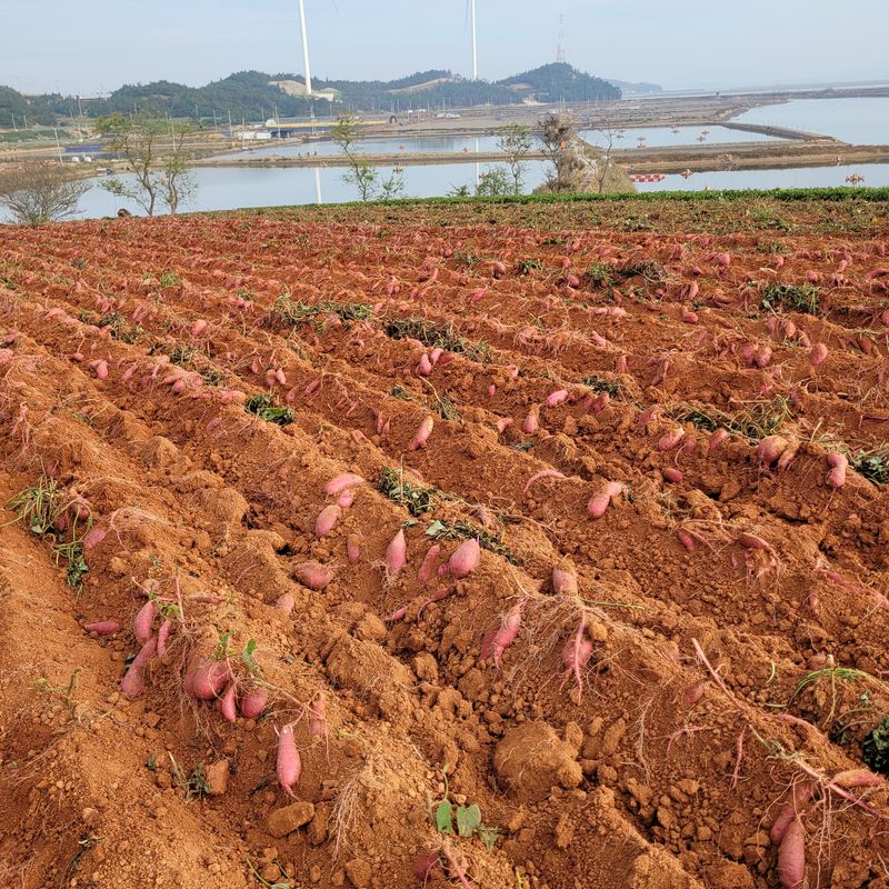 무안선유농원님의 장터 판매 상품 [꿀뚝뚝 꿀고구마 10kg] 첨부 사진