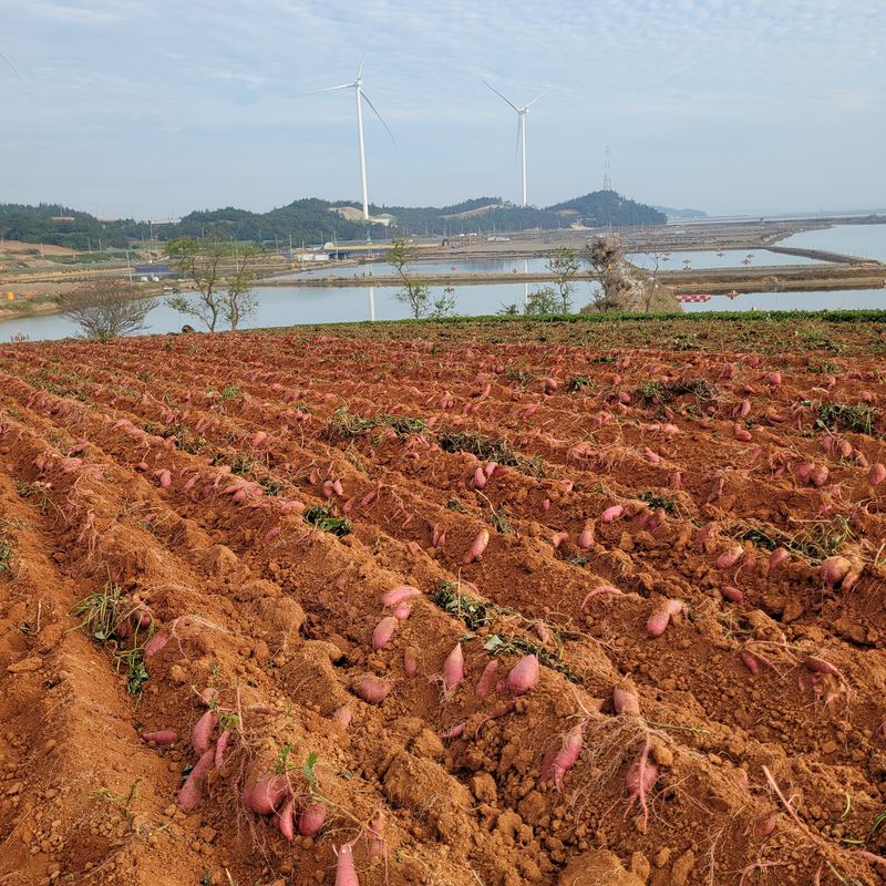 무안선유농원님의 장터 판매 상품 [꿀뚝뚝 꿀고구마 10kg] 첨부 사진