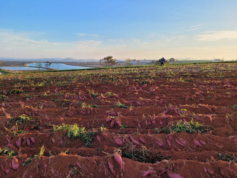 무안선유농원님의 장터 판매 상품 [꿀뚝뚝 꿀고구마 10kg] 첨부 사진