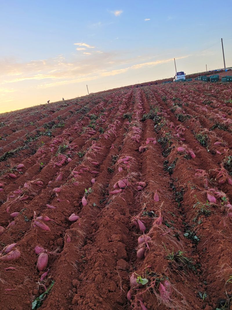 무안선유농원님의 장터 판매 상품 [꿀뚝뚝 꿀고구마 10kg] 첨부 사진