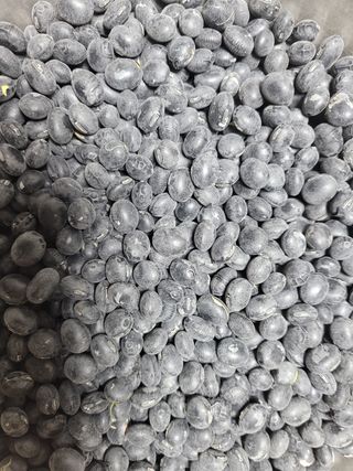 이용기 님의 콩 · 자유게시판 작성글 사진