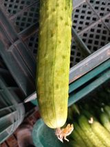 팜모닝 오이·병해충상담 게시글 이미지