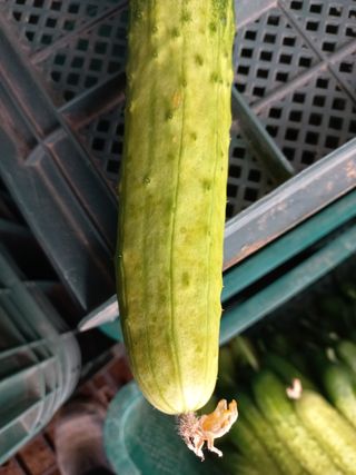 이진달님의 오이 · 병해충상담 작성글 사진