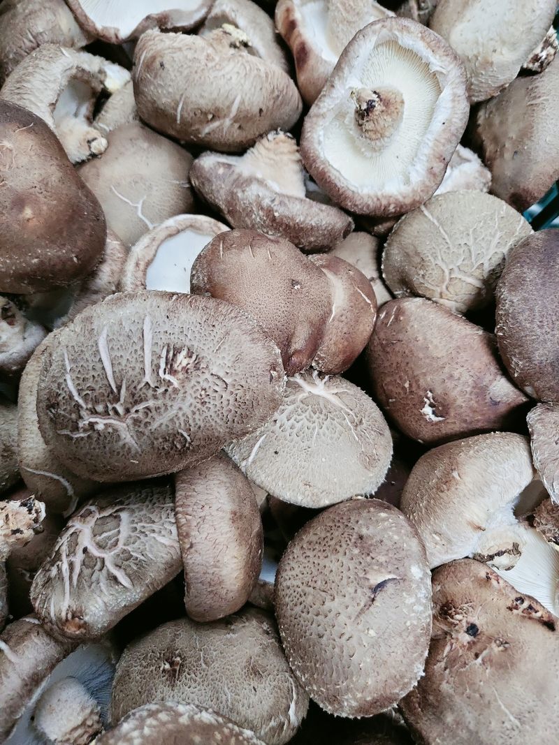 장터 상품 [무농약인증표고버섯1키로] 썸네일