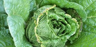 민경지님의 배추 · 병해충상담 작성글 사진