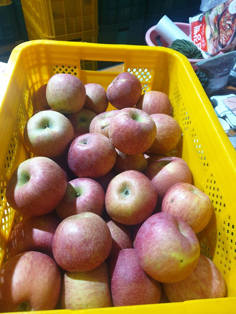 조순자님의 장터 판매 상품 [청송 사과 가정과 10kg] 첨부 사진