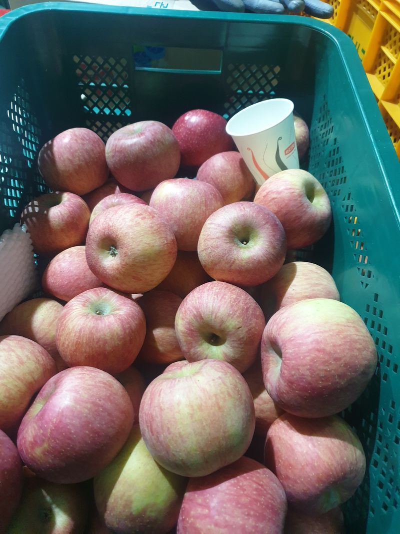 조순자님의 장터 판매 상품 [청송 사과 가정과 10kg] 첨부 사진