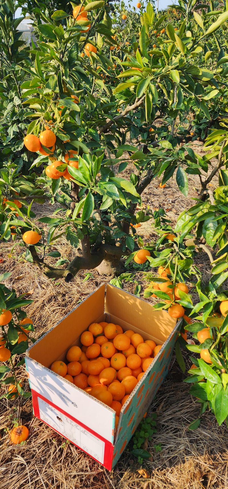 조현기 님의 장터 판매 상품 [저장 노지 감귤 10kg. ] 첨부 사진