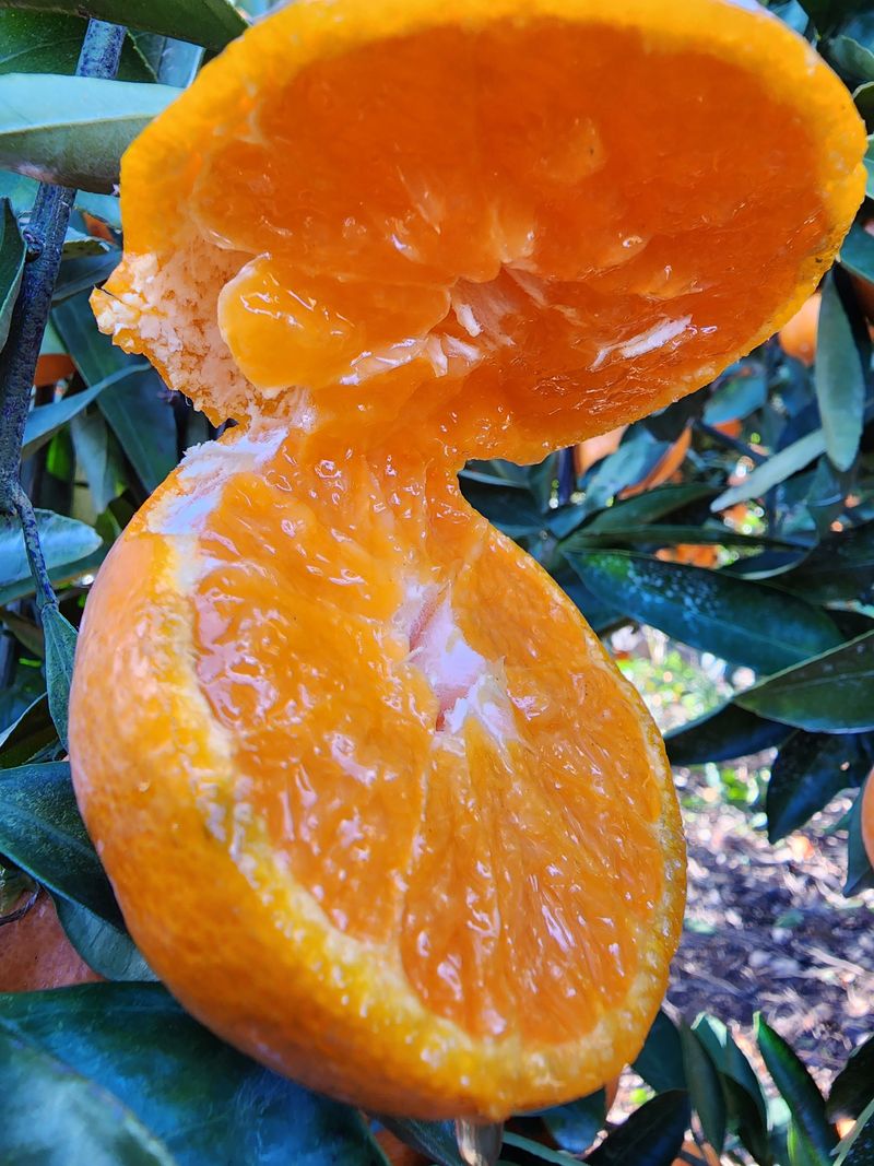 조현기 님의 장터 판매 상품 [저장 노지 감귤 10kg. ] 첨부 사진