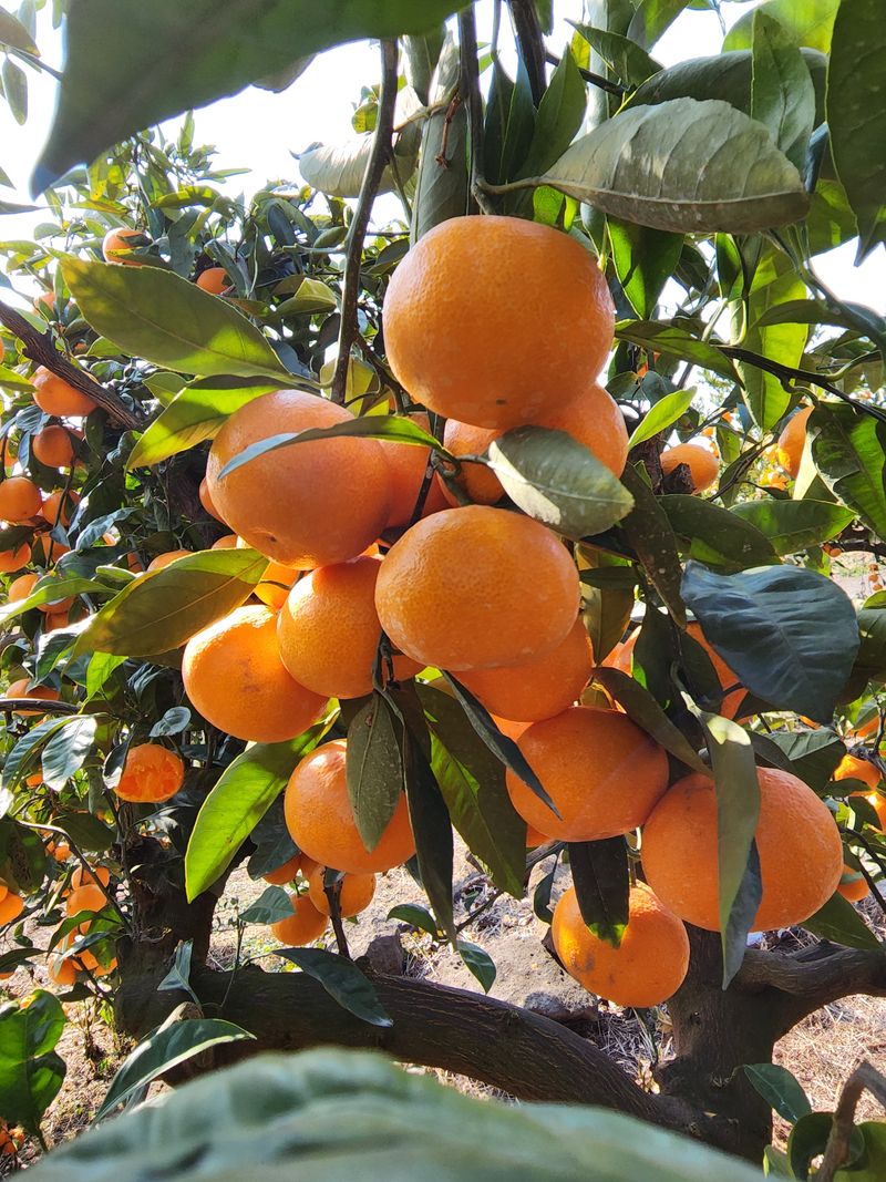 장터 상품 [저장 노지 감귤 10kg. ] 썸네일