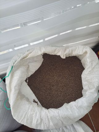 성낙광 님의 들깨 · 자유게시판 작성글 사진