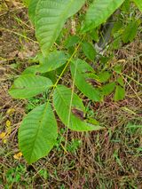 팜모닝 기타작물·병해충상담 게시글 이미지