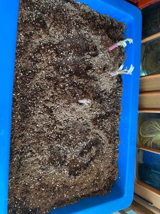 와탕카시대님의 두릅 · 일상 작성글 사진