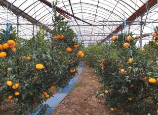 호호농장님의 귤 · 수확 작성글 사진