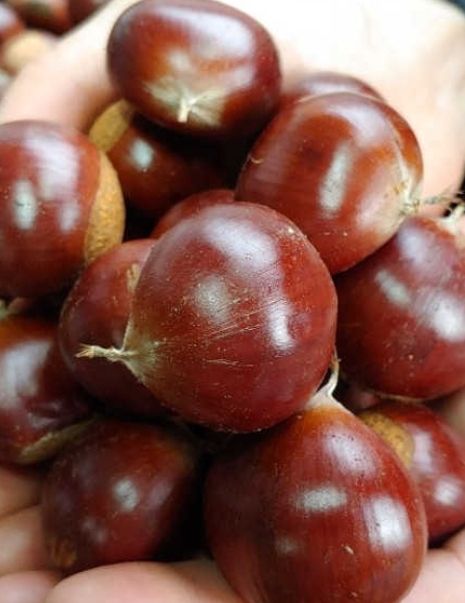 장터 상품 [부여알방2Kg  대 ] 썸네일